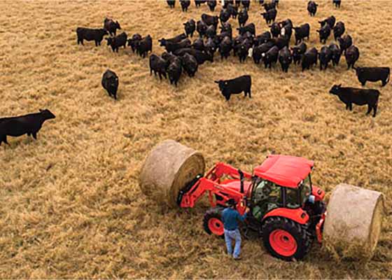 Kubota tractor and cattle in field