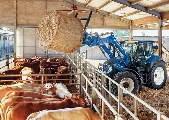 New Holland tractor with cattle and hay bale