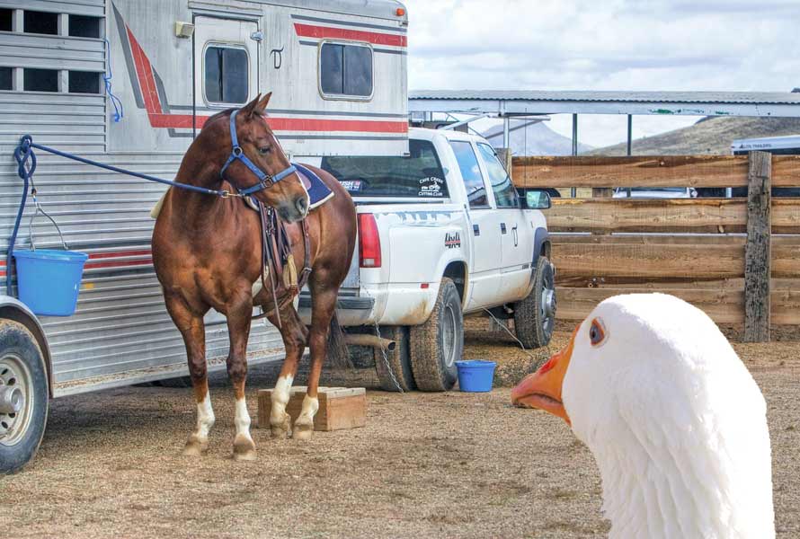 Goose looking at a gooseneck horse trailer