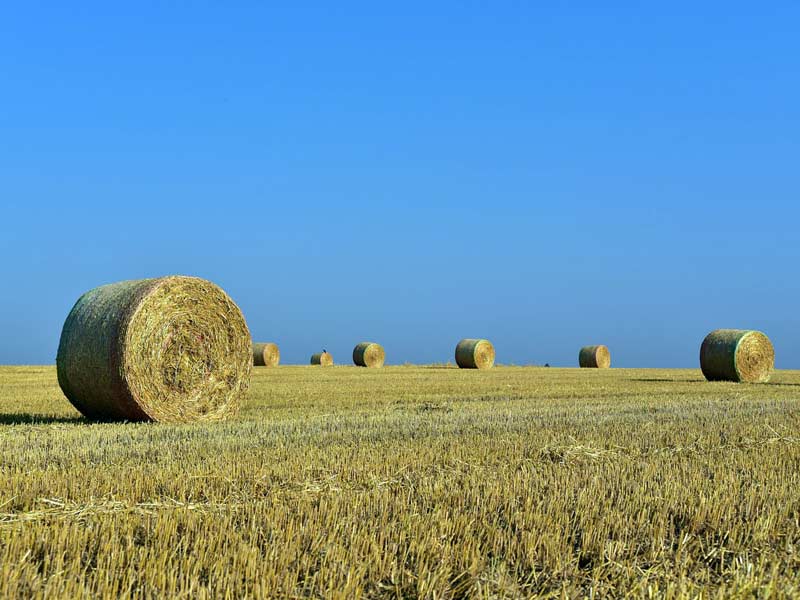 Hay Bales