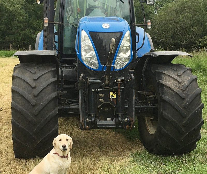 Dog next to New Holland Tractor
