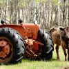 An old tractor and a calf next to it.