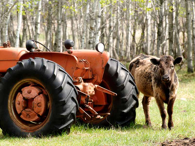 An old tractor and a calf next to it.