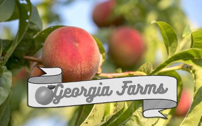 Georgia Farming by the Numbers