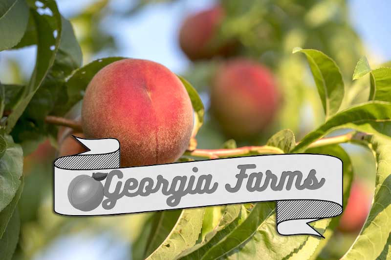 Peaches - Georgia Farms