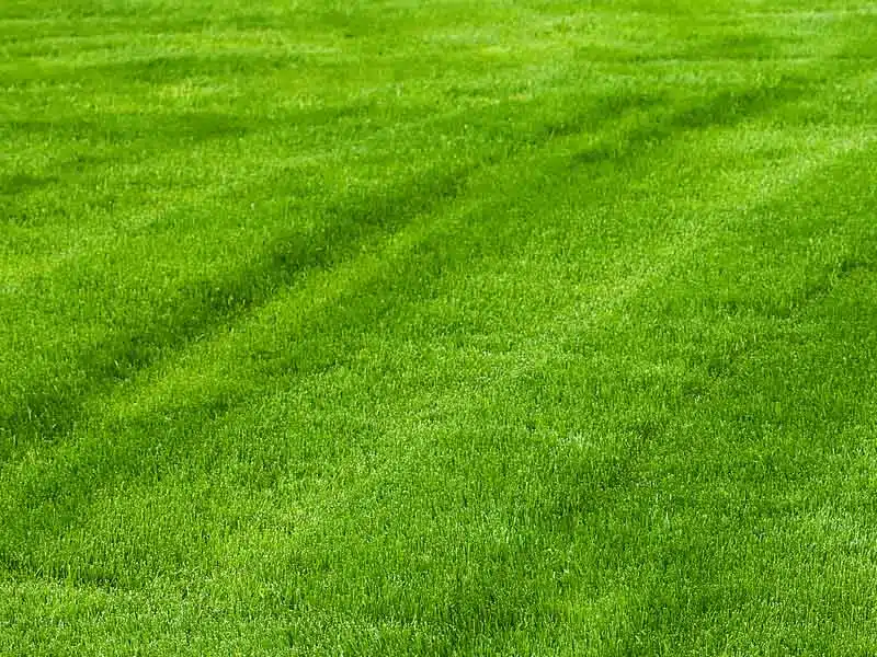 Uneven cut grass example